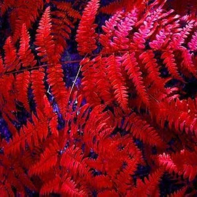 Fern Seeds – Red
