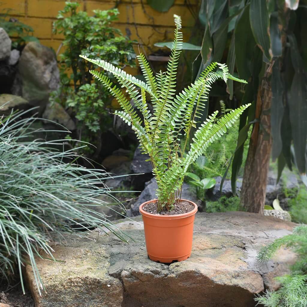 Fern Seeds - Flower Plant for Home Gardens
