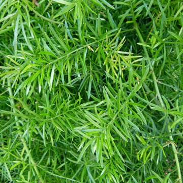 Fern Seeds – Asparagus
