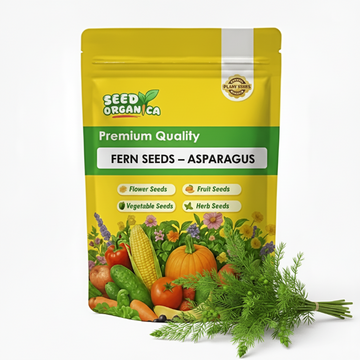 Fern Seeds – Asparagus