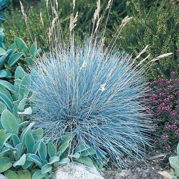 Festuca Glauca Seeds - Flower Plant