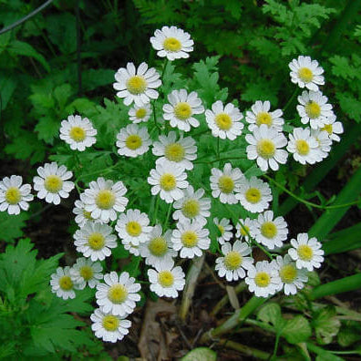Feverfew Seeds – Vibrant Mix