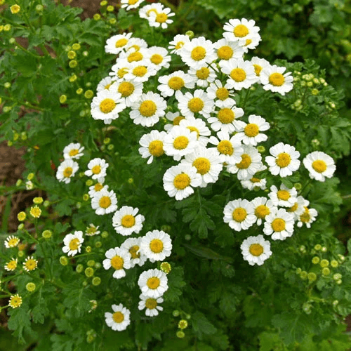 Feverfew Seeds – Vibrant Mix
