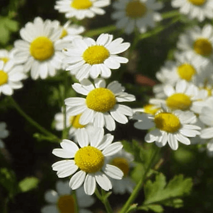 Feverfew Seeds – Tanacetum parthenium