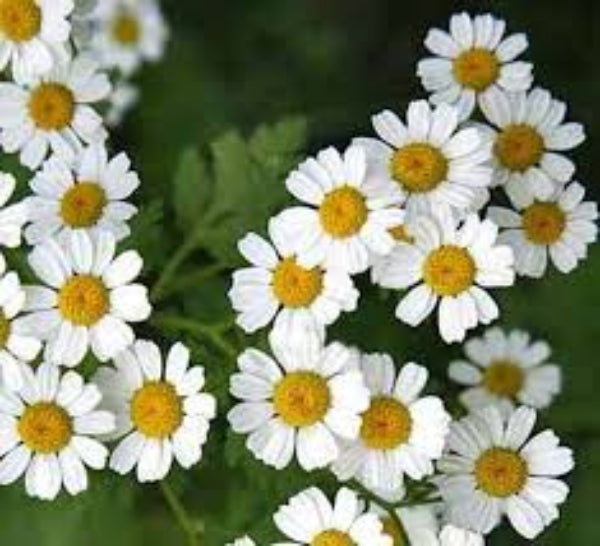 Feverfew Seeds – Tanacetum parthenium