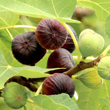 Fig Seeds – Common