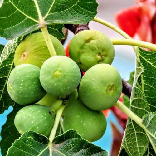 Fig Seeds – Kodota
