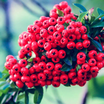 Firethorn Seeds - Scarlet