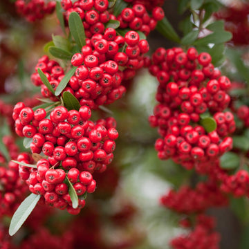 Firethorn Seeds
