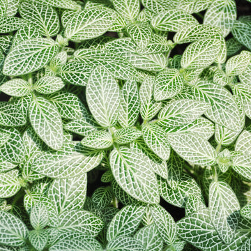 Fittonia Seeds – Albivenis
