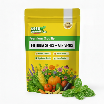 Fittonia Seeds – Albivenis