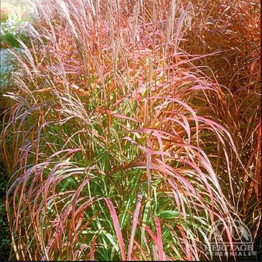 Flame Ornamental Grass Seeds
