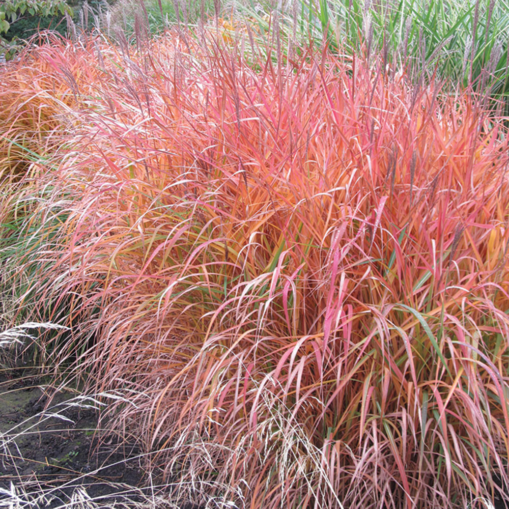 Flame Ornamental Grass Seeds
