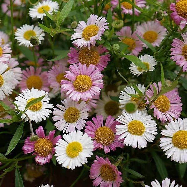 Fleabane Daisy Seeds