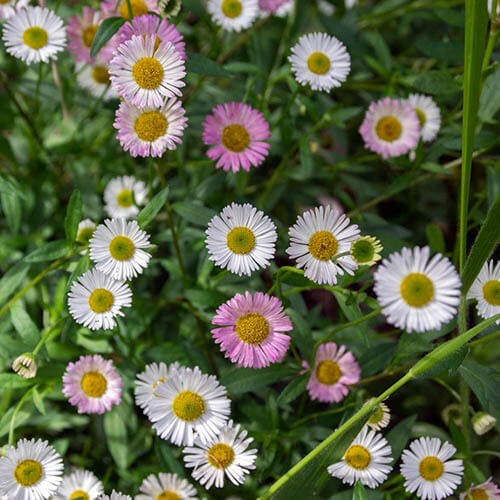 Fleabane Daisy Seeds