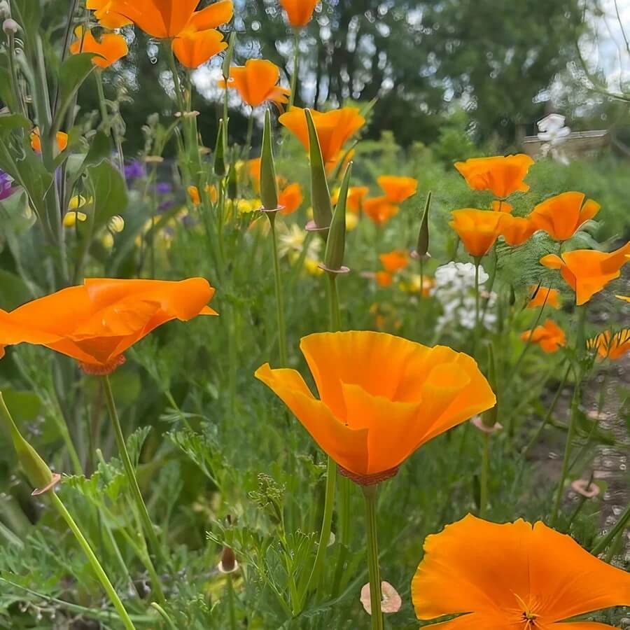 Floral Poppy Seeds
