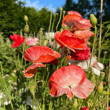 Floral Poppy Seeds