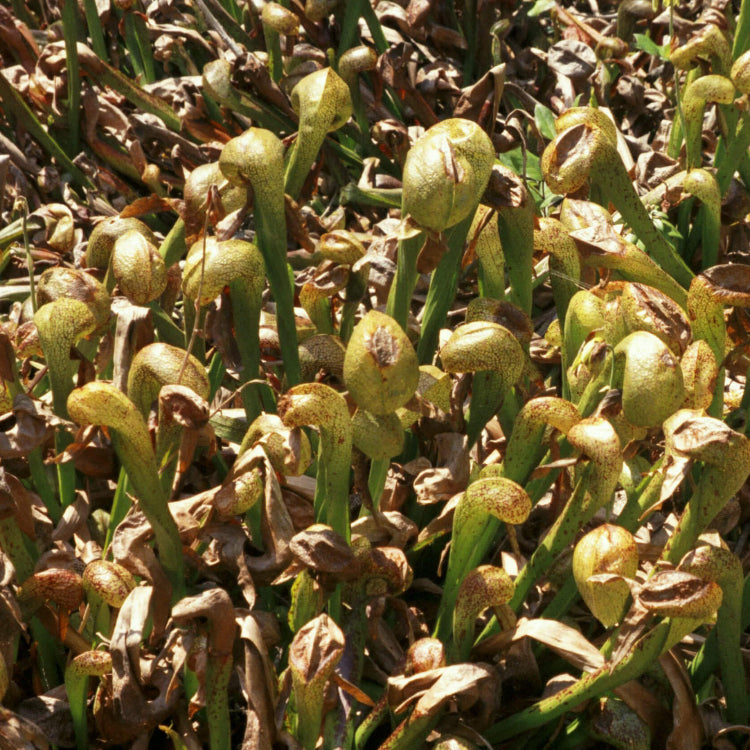 Fly Eating Plant Seeds