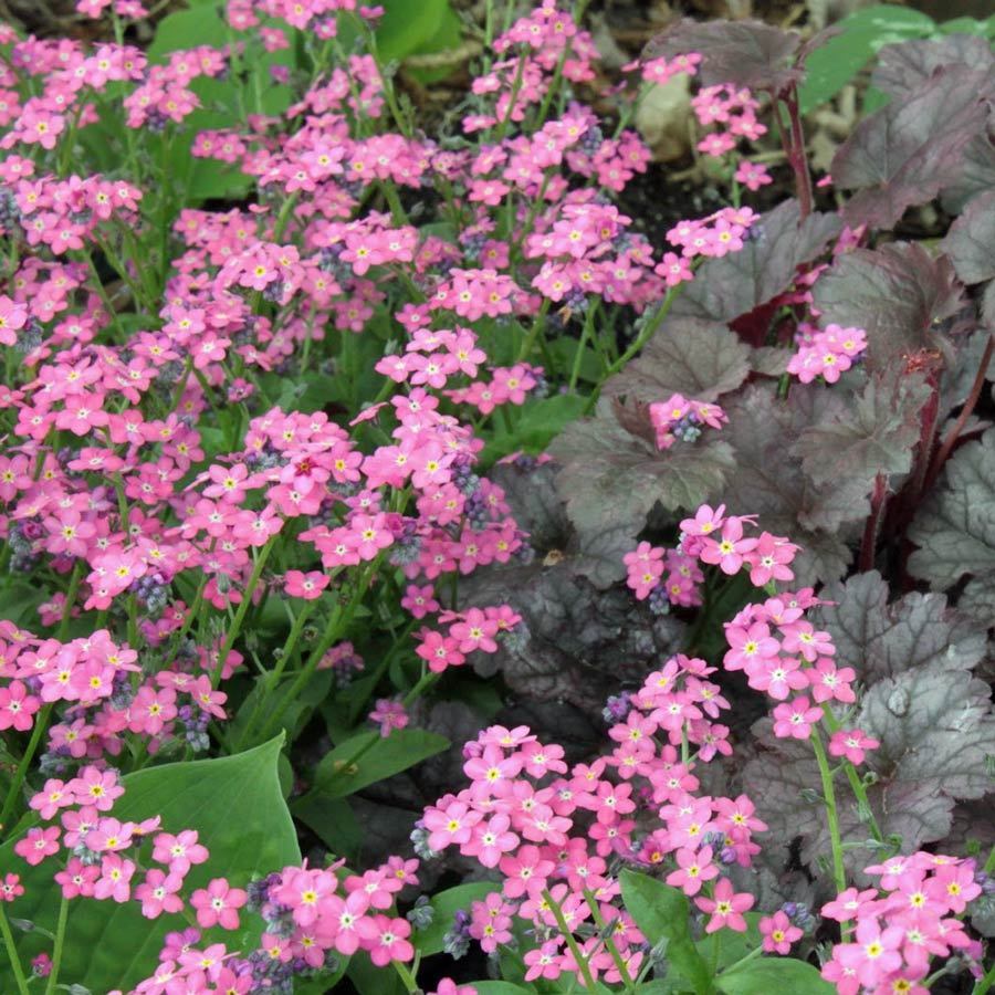 Forget-Me-Not Seeds – Pink
