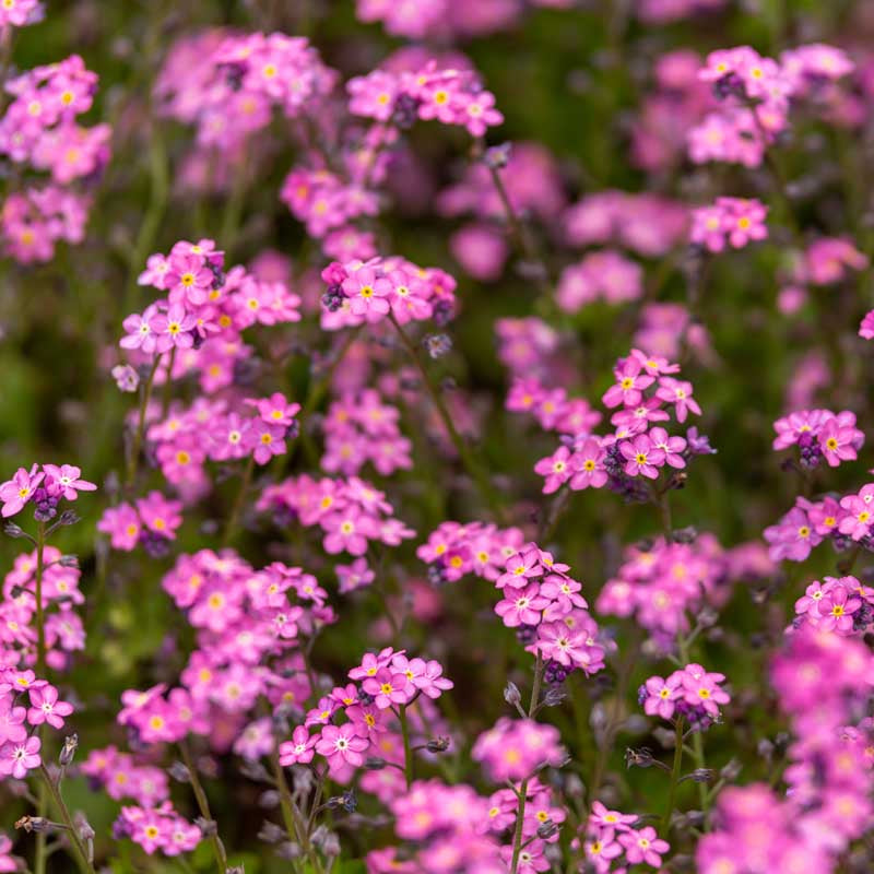 Forget-Me-Not Seeds – Pink
