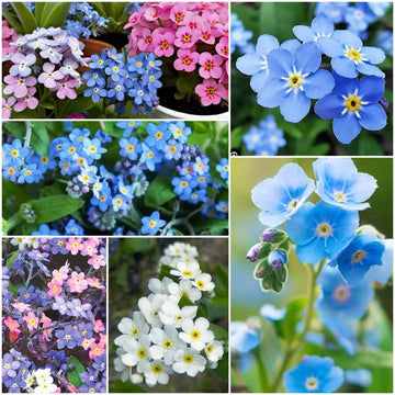 Forget-Me-Not Seeds - All In One For Home Gardens