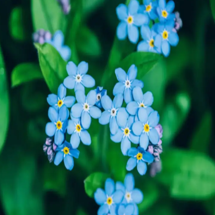 Forget-Me-Not Seeds – Classic Blue
