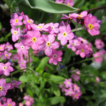 Forget-Me-Not Seeds – Pink
