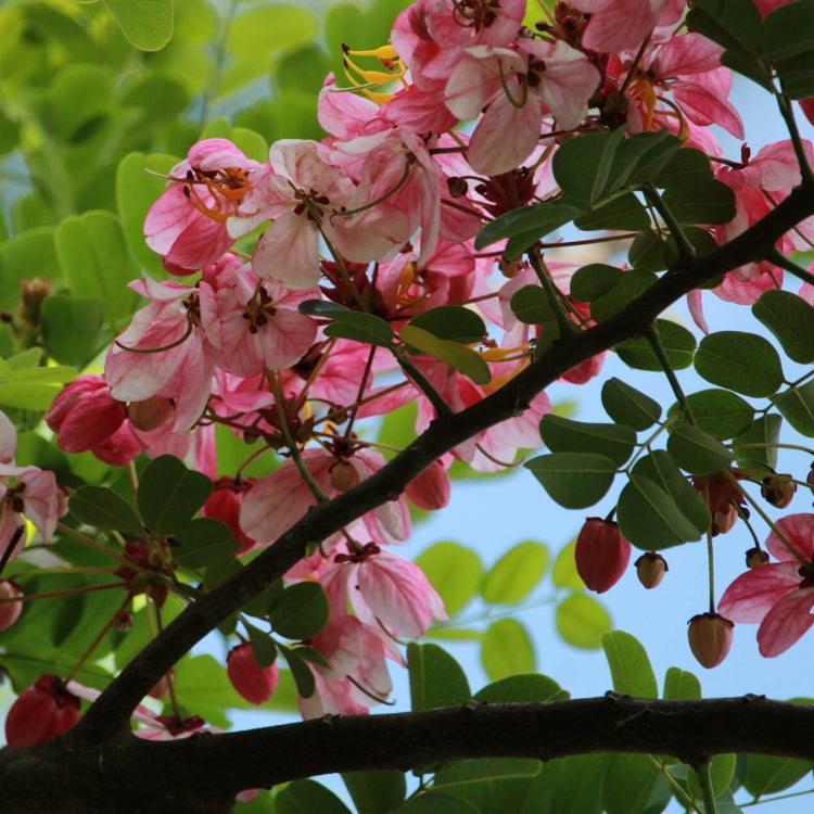 Forsythia Seeds – Baby Pink