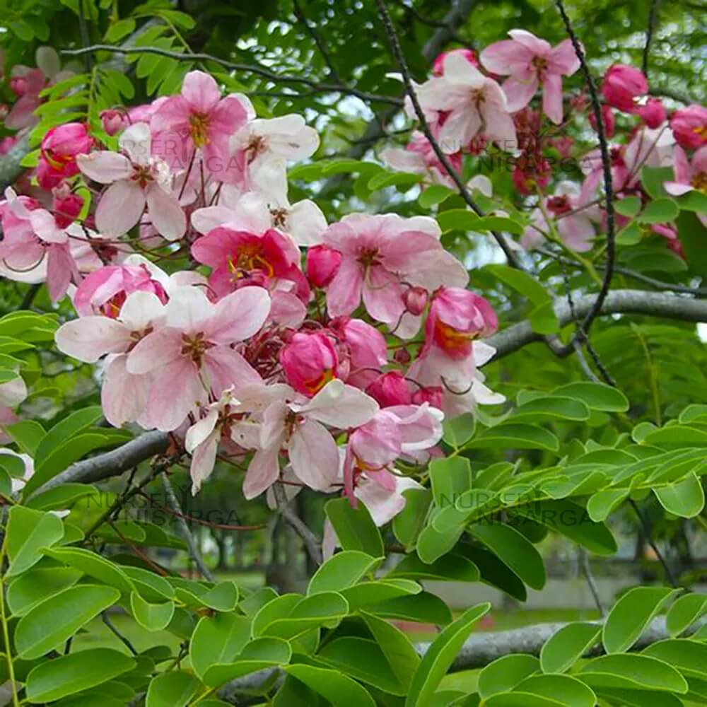 Forsythia Seeds – Baby Pink