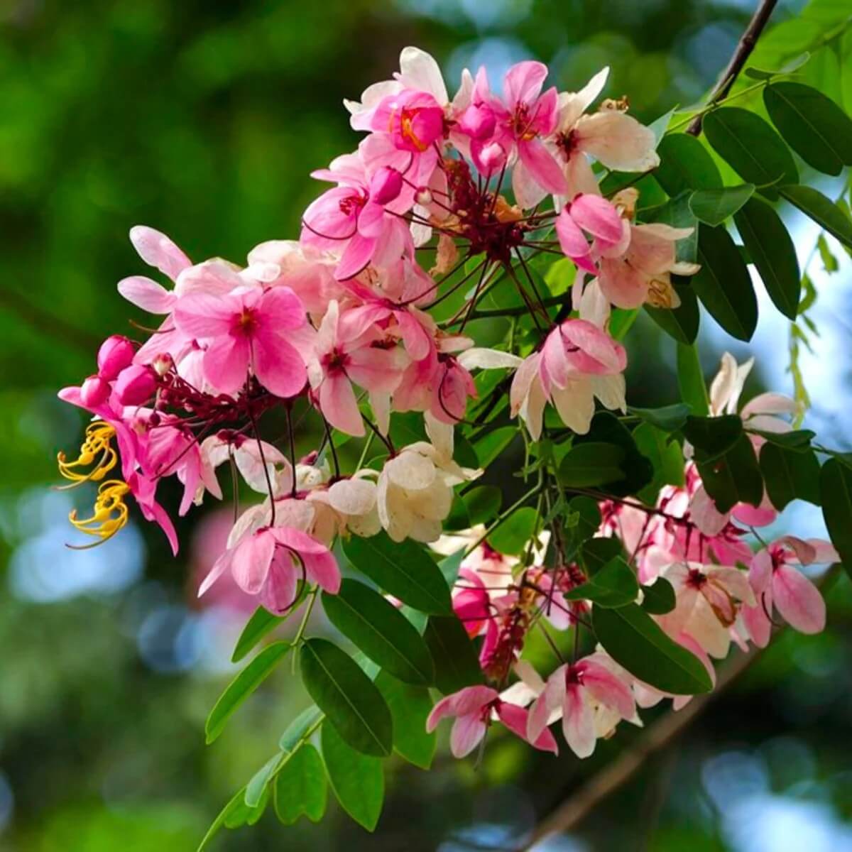 Forsythia Seeds – Baby Pink