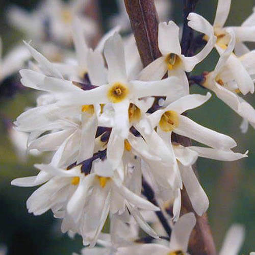 Forsythia Seeds – White