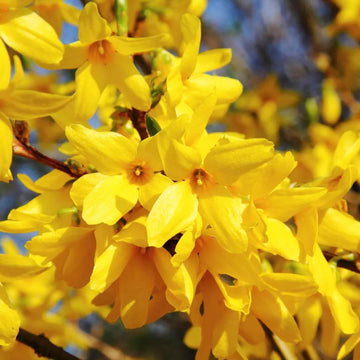 Forsythia Seeds – Yellow
