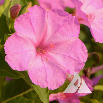 Four O'Clock Seeds – Pollinator