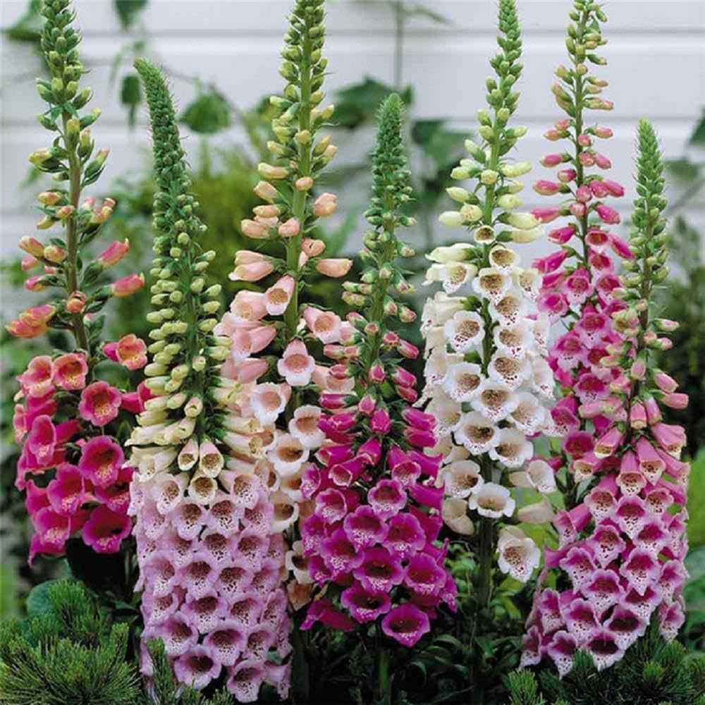 Foxglove Seeds
