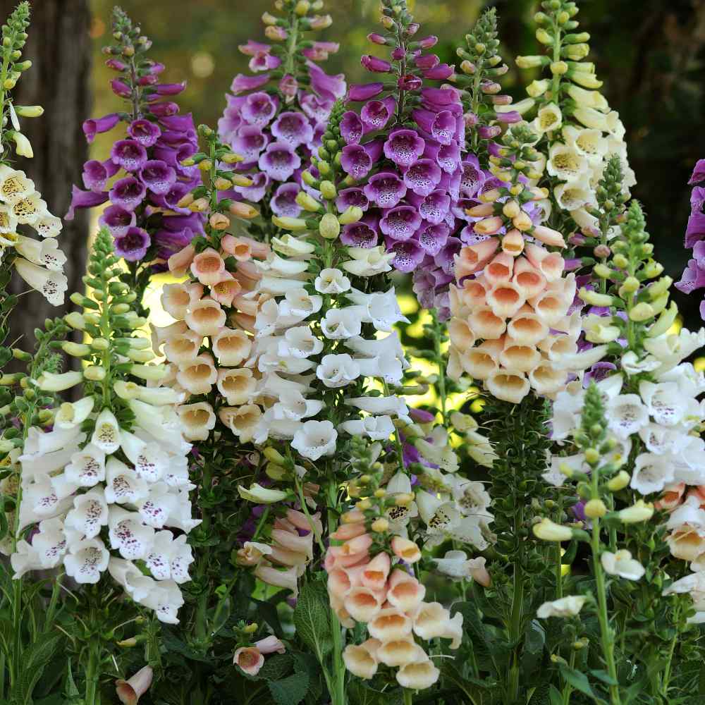 Foxglove Seeds – Mixed Colors
