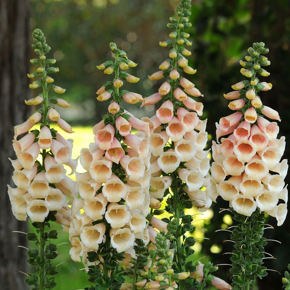 Foxglove Seeds – Peach
