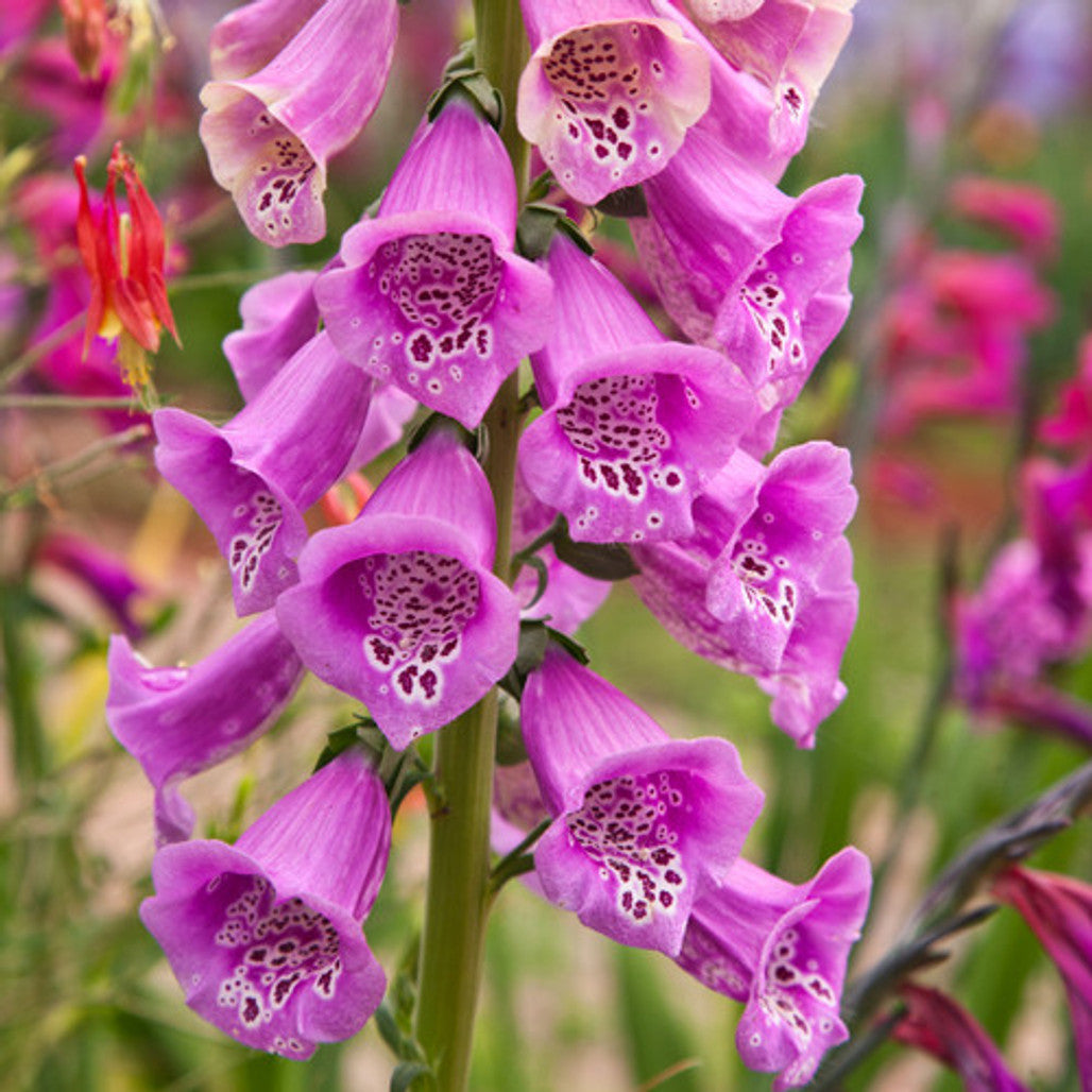 Foxglove Seeds – Pink
