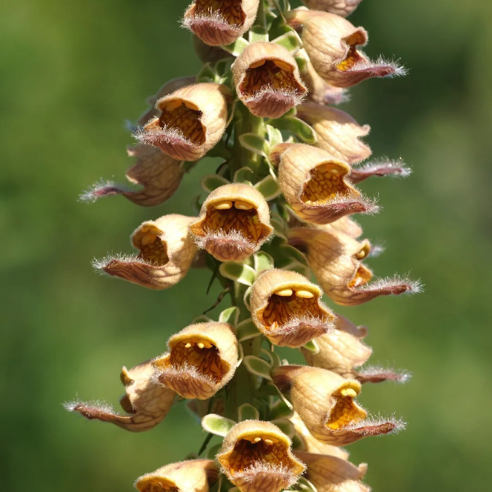 Foxglove Seeds – Rusty
