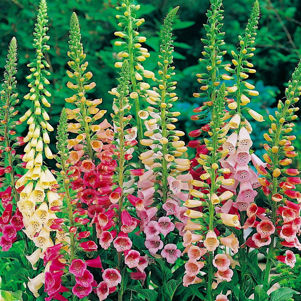 Foxglove Seeds

