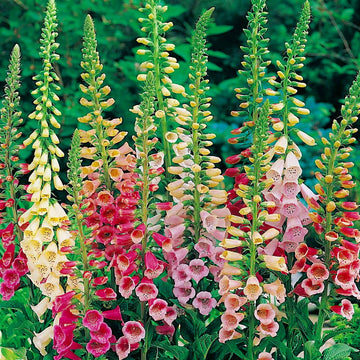 Foxglove Seeds – Digitalis Mix
