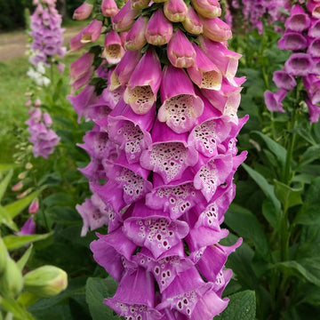 Foxglove Seeds – Excelsior Mix
