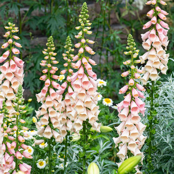 Foxglove Seeds – Peach
