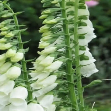 Foxglove Seeds – Premium

