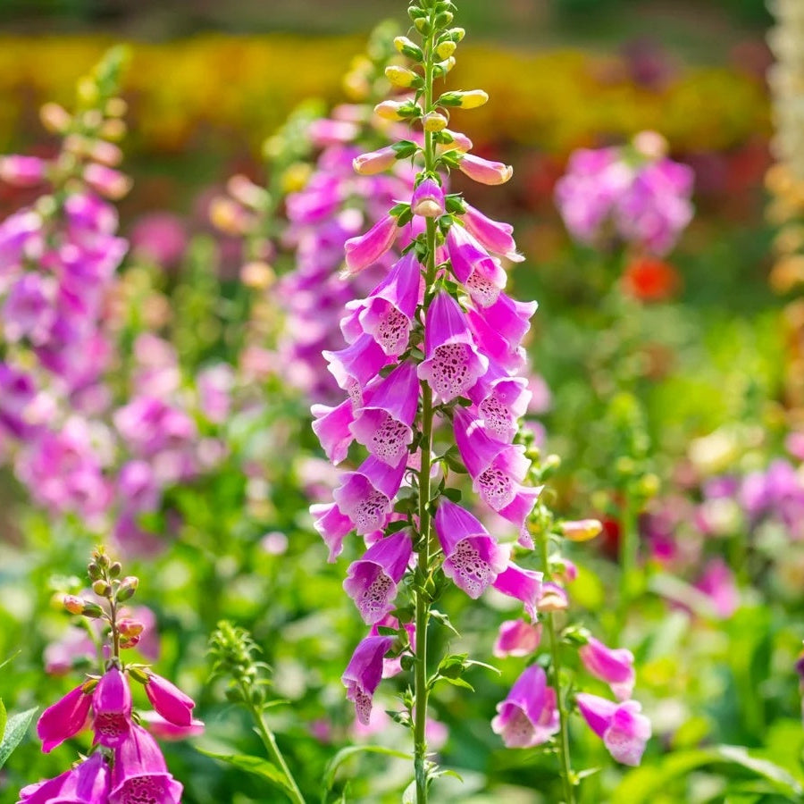 Foxglove Seeds – Stunning Summer
