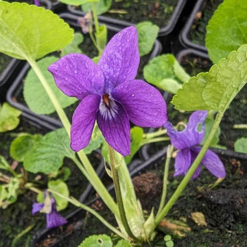 Fragrant English Violet Seeds