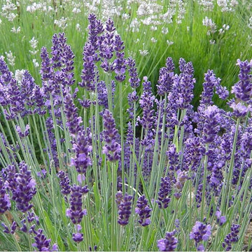Fragrant Lavender Seeds