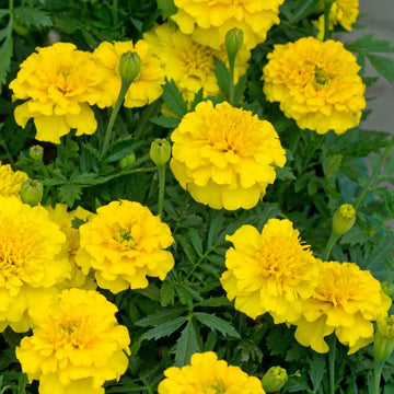 Safari Yellow Marigold Seeds – Flower Plant