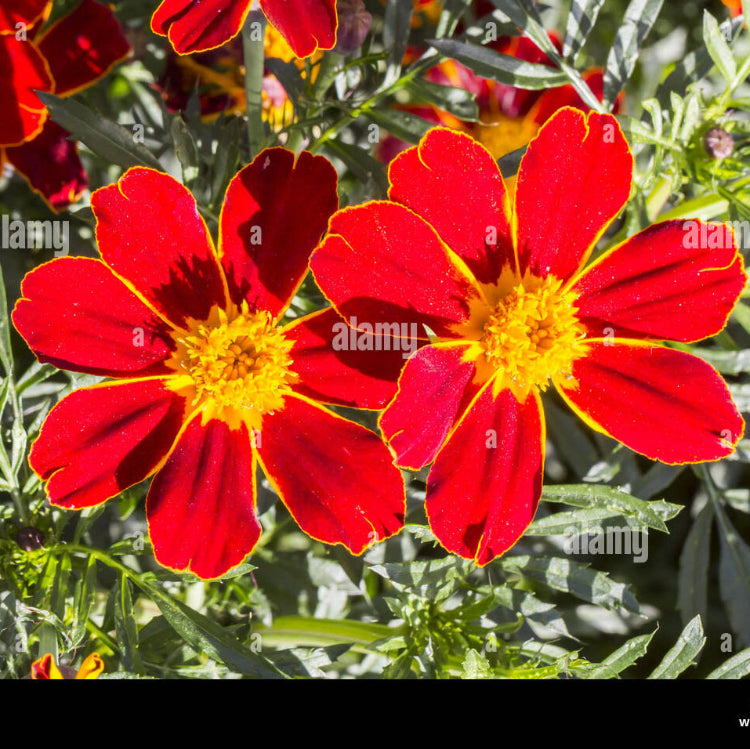 French Marigold Seeds – Disco Red
