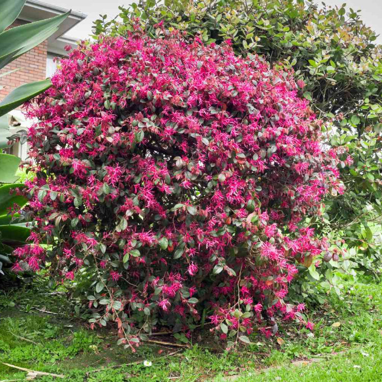 Fringe Seeds – Ornamental
