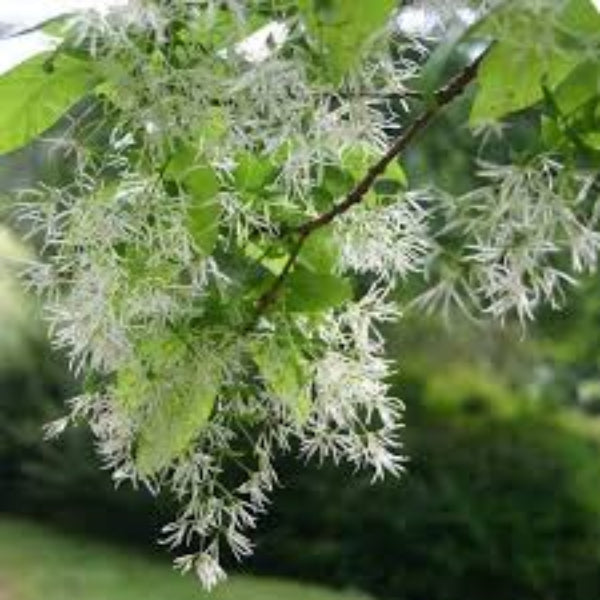   Fringe seeds